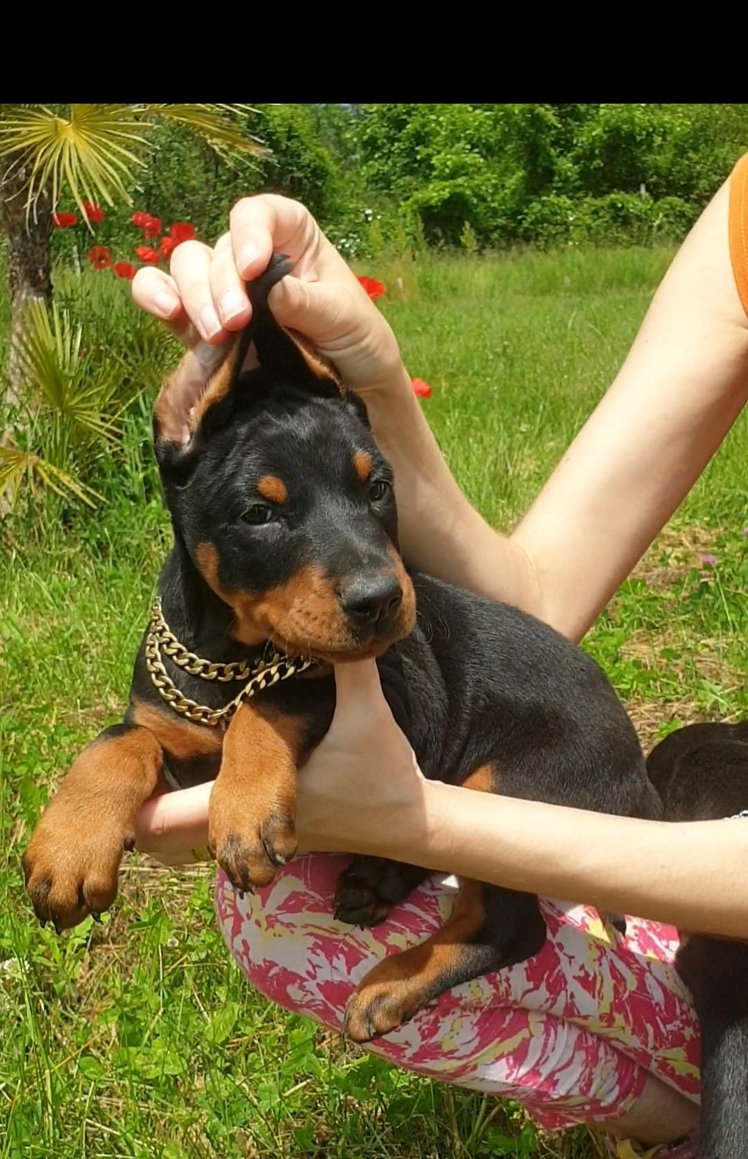 Pui doberman de calitate