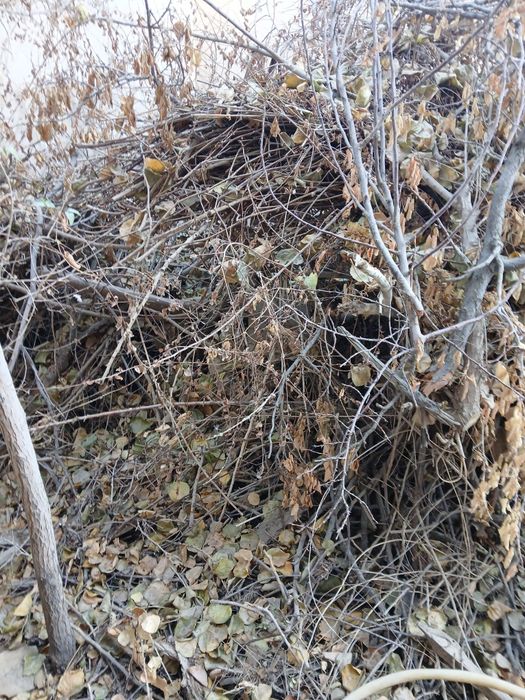 Урганч шахрида утинлар сотилади.