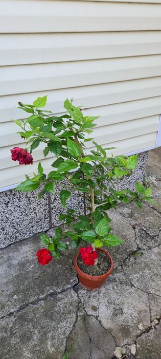 Китайска роза червена