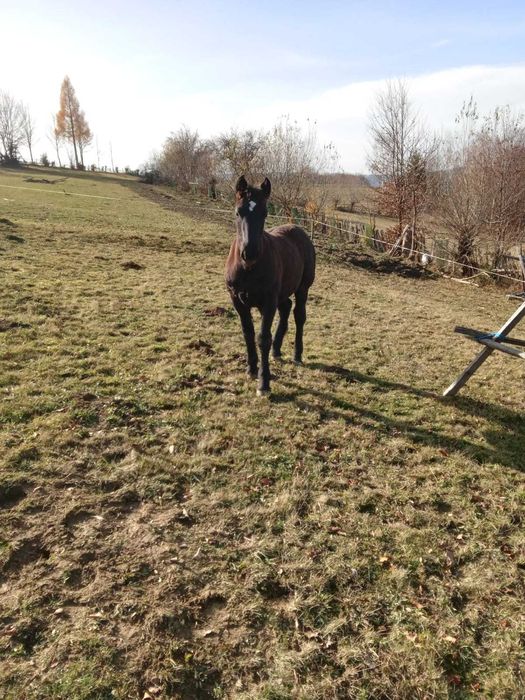 Vand manz negru cu varsta de 5 luni