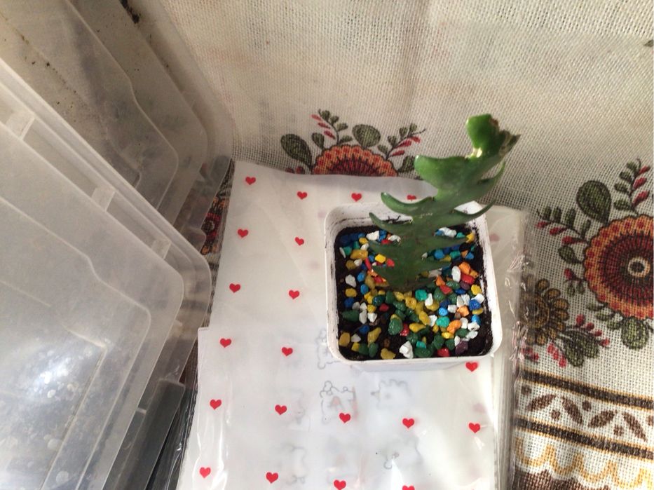 Комнатные цветы в виде елки как раз на Новый год