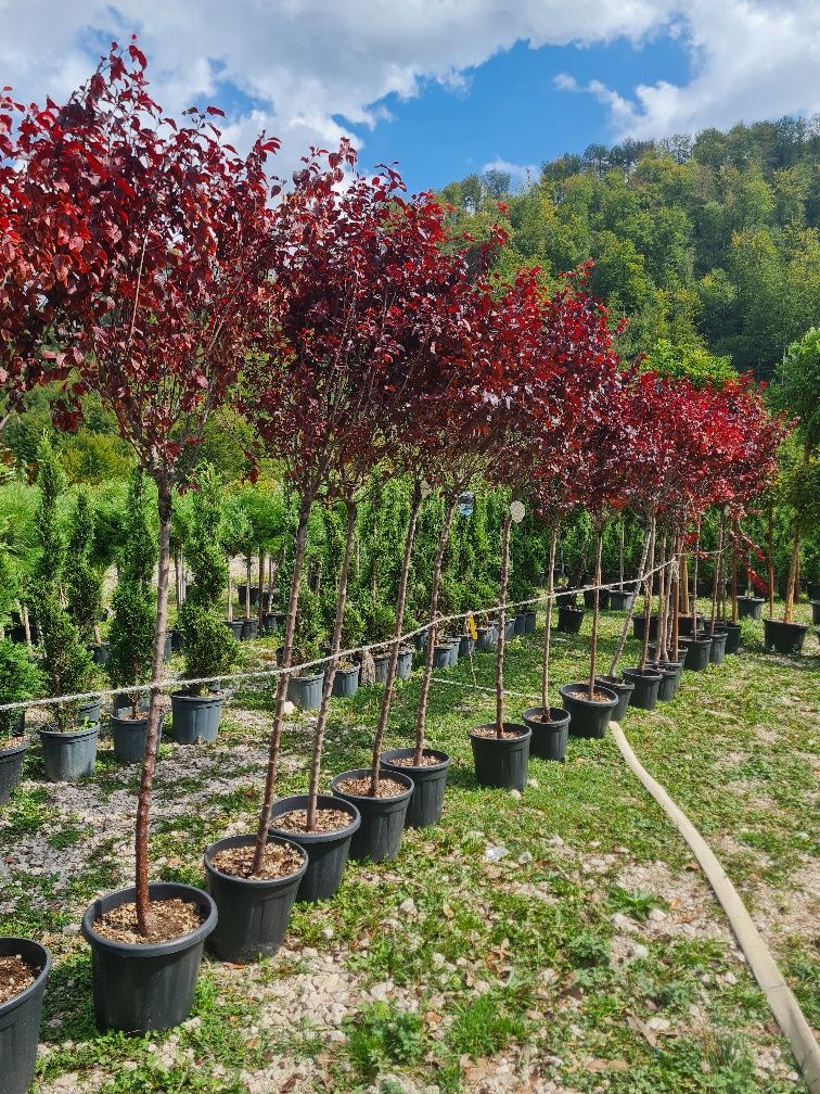 Plante ornamentale oferta de toamnă