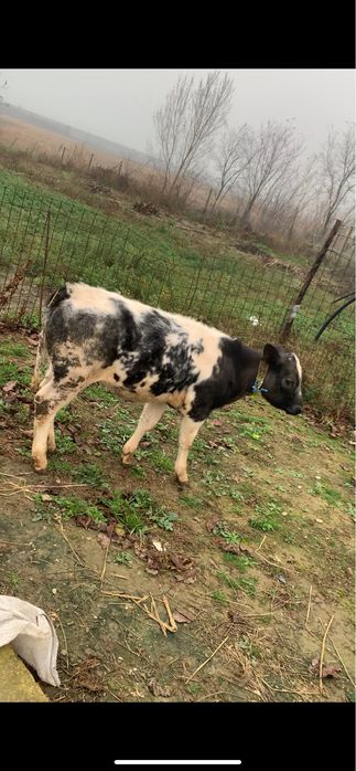 Vand vițica belgian