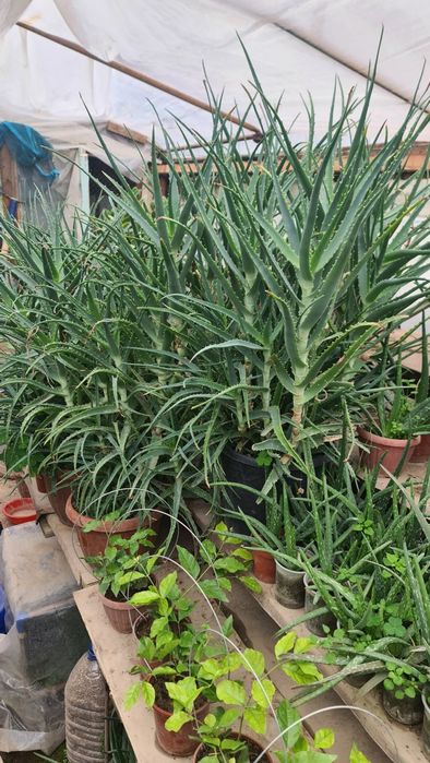 Aloe vera guli sotiladi.