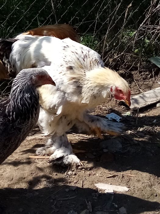 Găini brahma caută casă