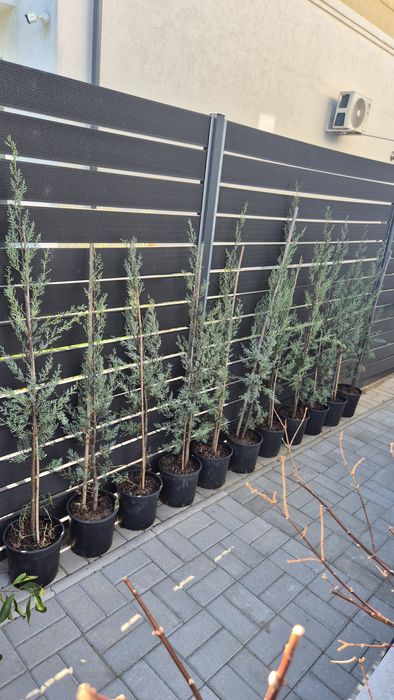 Cupressus Arizonica Fastigiata 150 cm, 11 bucăți
