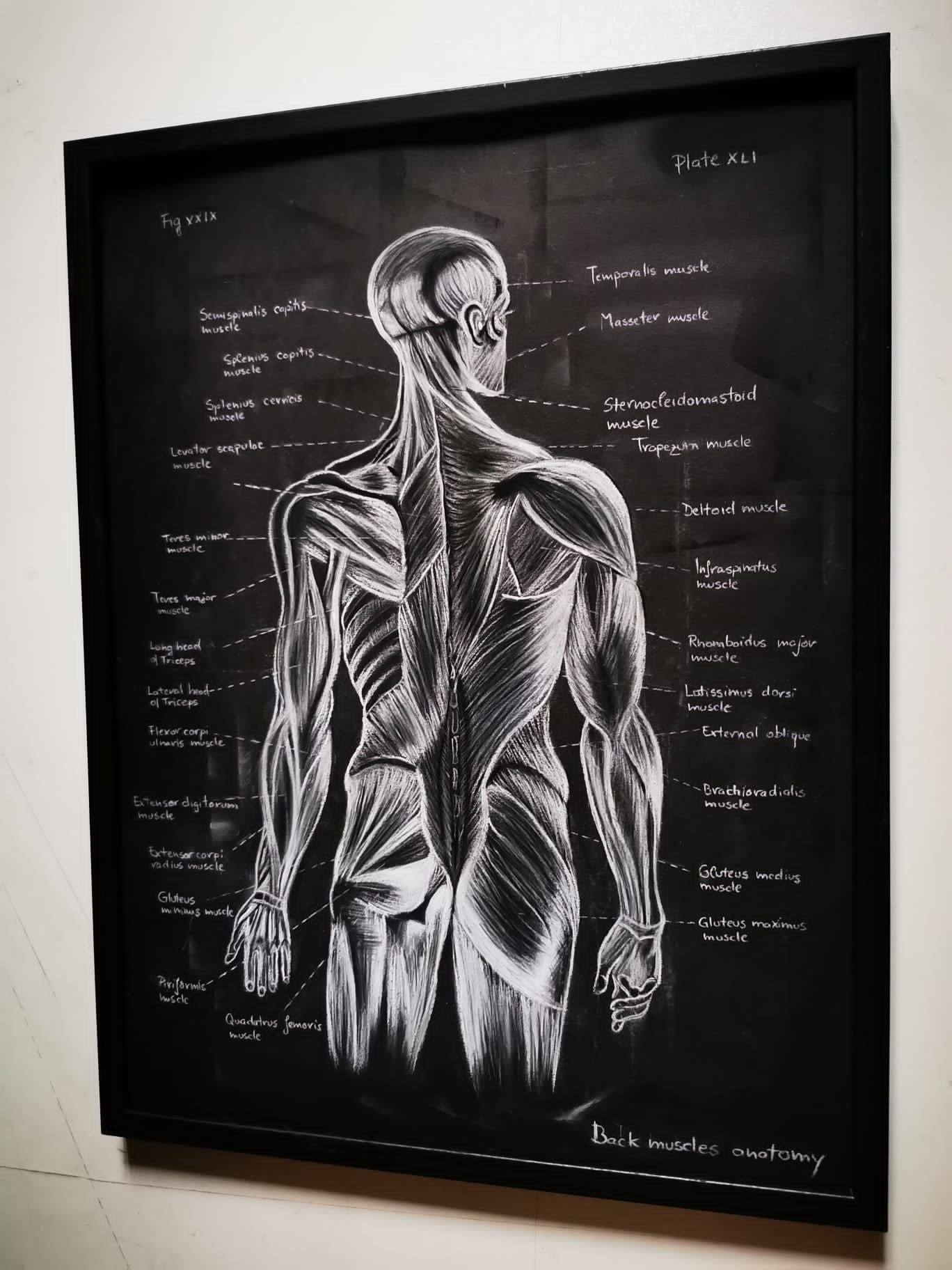 Tablou Anatomia mușchi spate