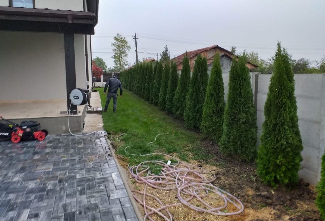 Tuia 1,5m - 1,6m / thuja occidentallis columnaris și smaragd .( smara