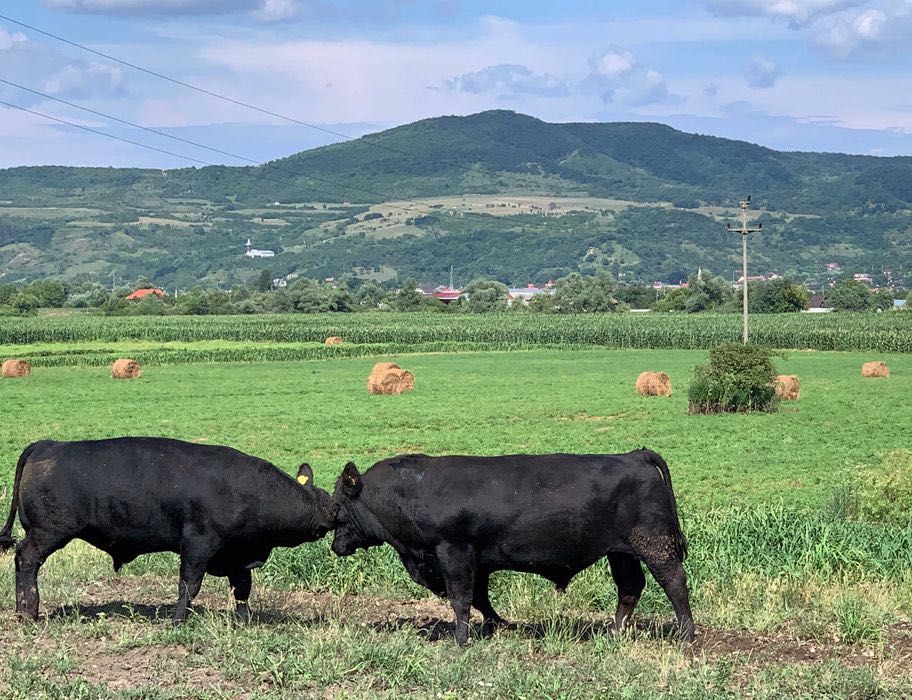 Bovine  ANGUS de vanzare