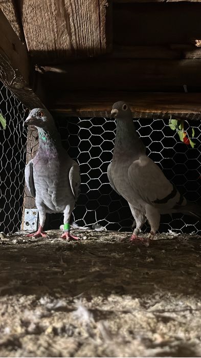 porumbei voiajori puii si maturi