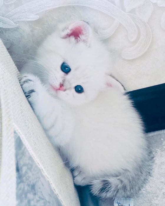 Британская шиншилла синеглазка