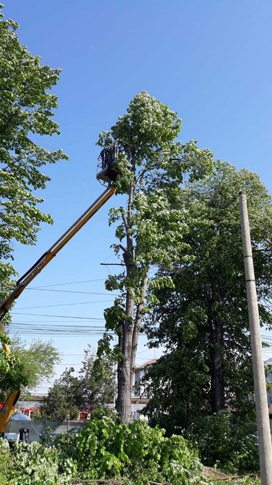 Toaletam arbori inalti, dificili, cu utilaje specializate