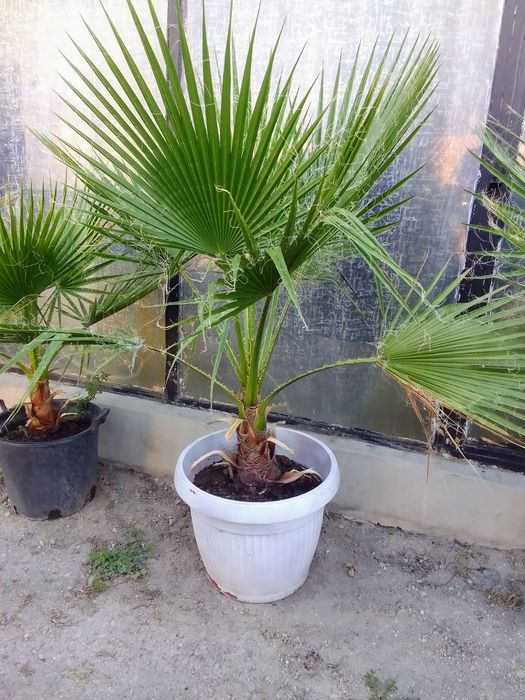 Палми Вашингтония