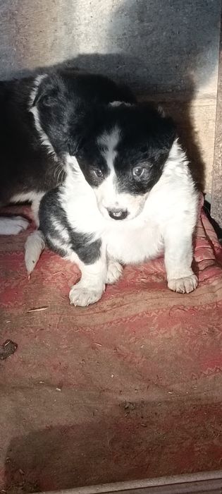 4 кученца Бордър коли си търсят нов стопанин