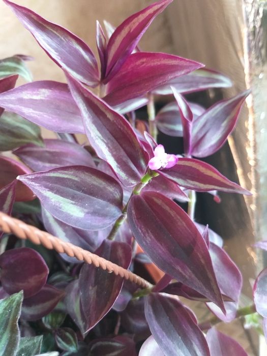 Традесканции разных сортов