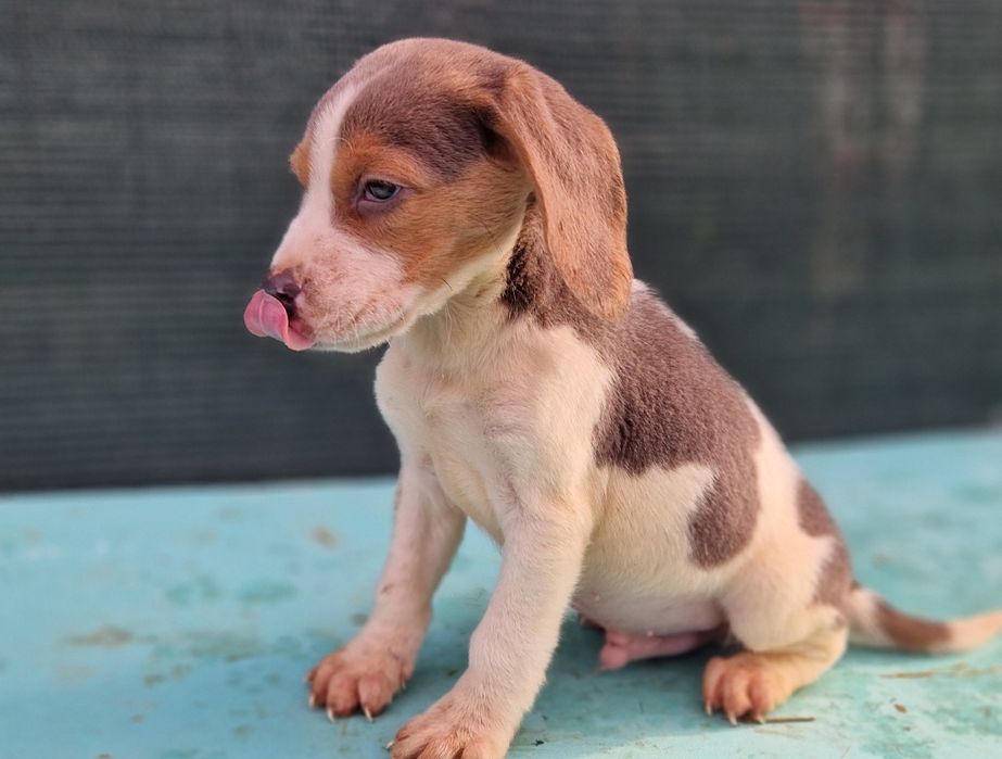 Beagle tricolor blue  baietel culoare deosebita