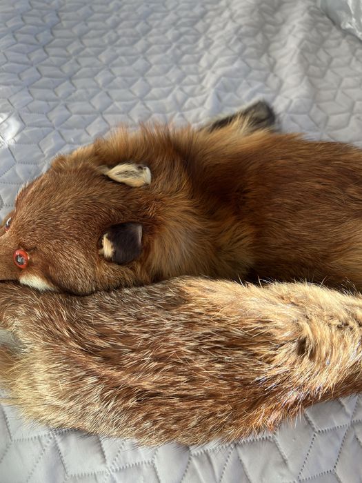 Яка естествен косъм лисица