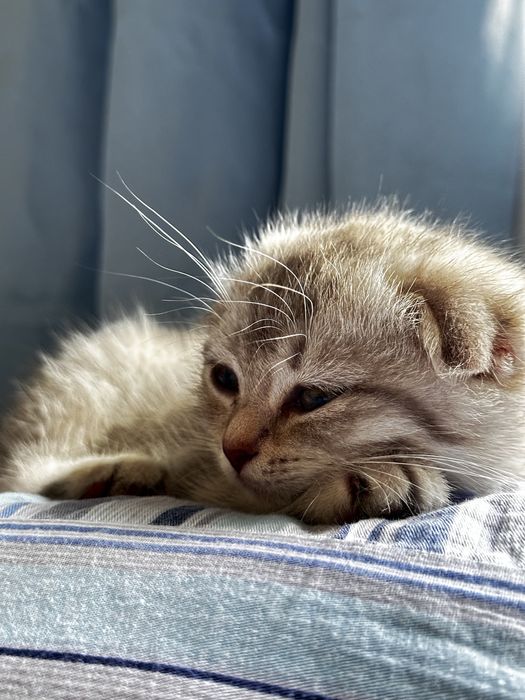 Ищете пушистого друга? Шотландские котята!