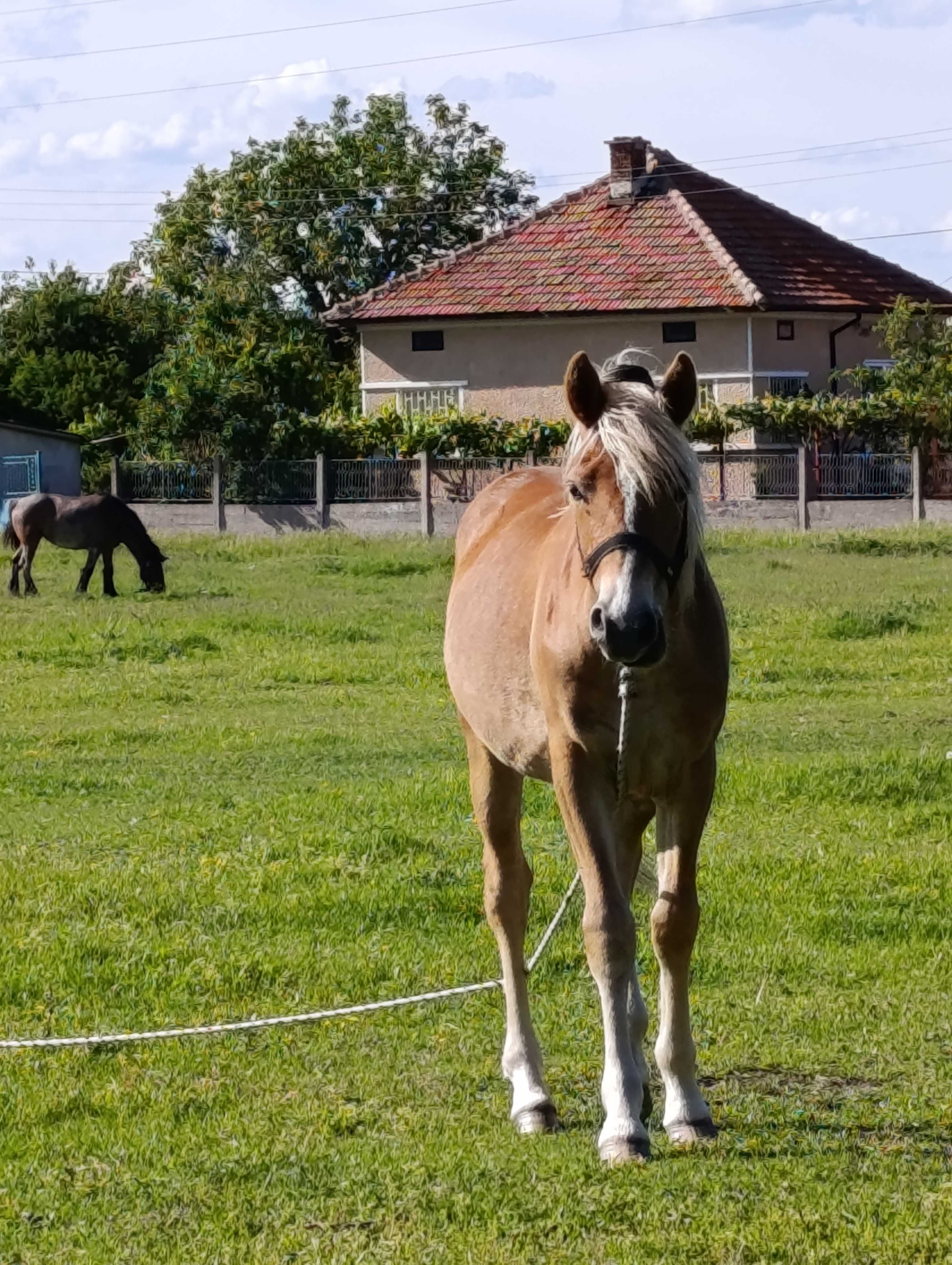 Мъжко конче Хафлингер!