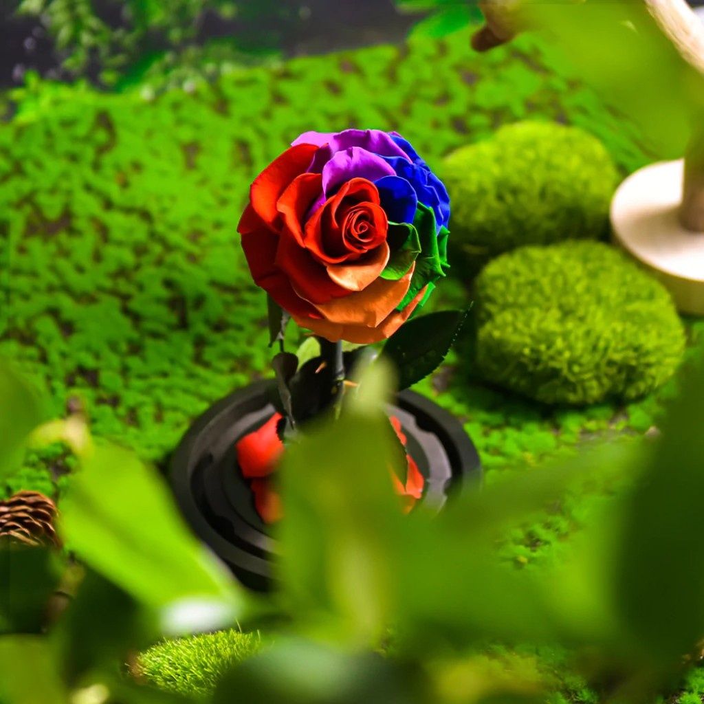 Цвете Омагьосаната роза