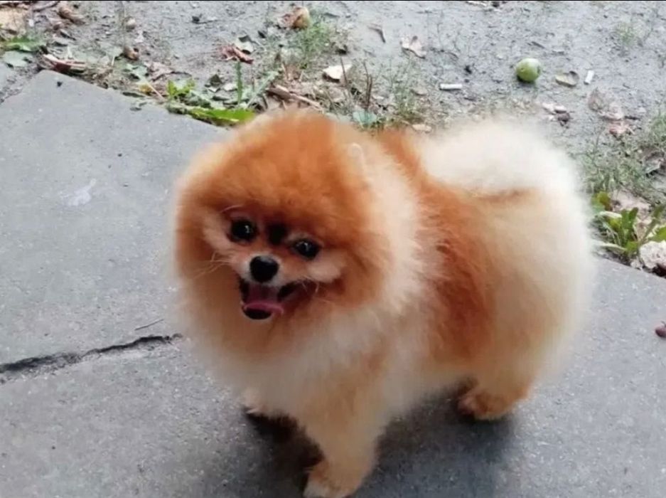 Миниатюрен померан