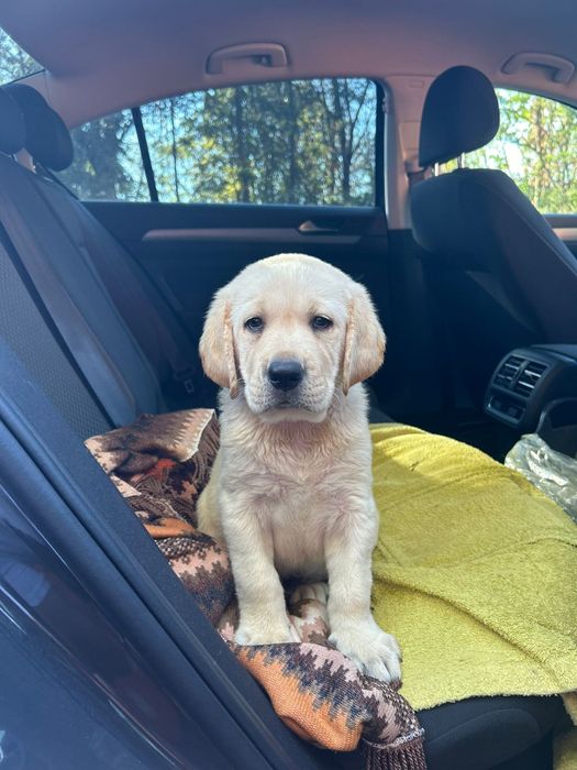 Puiuț Labrador Auriu