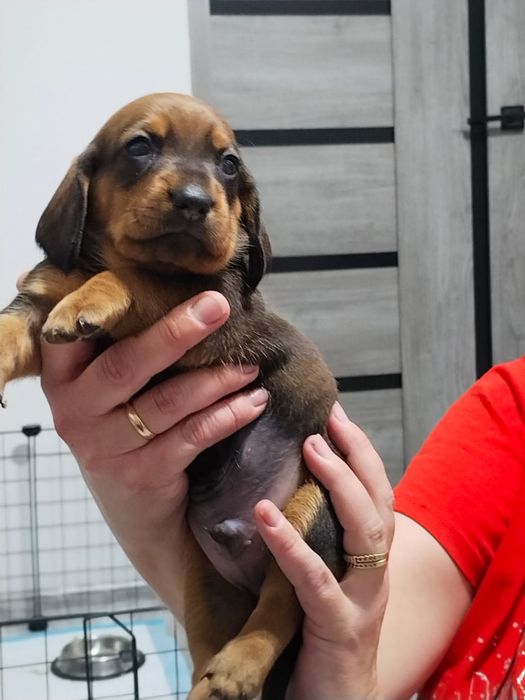 Щенки Таксы, Стандарт)