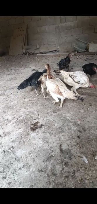 Паранда сотилади