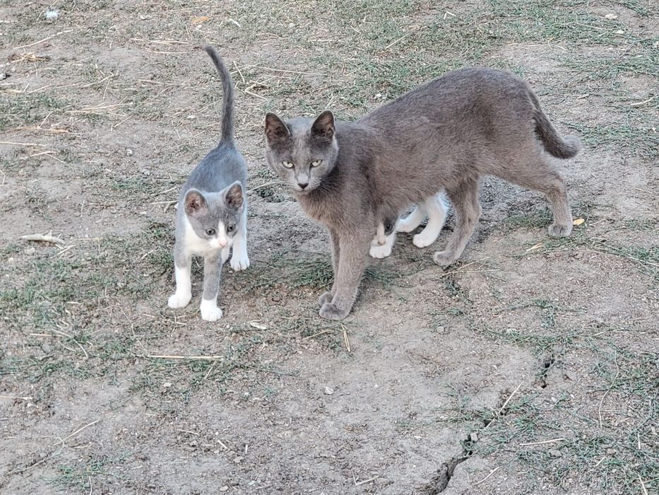 Donez pisici diferite culori