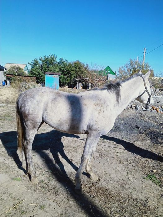 Жылқы сатам 3 жас айғыр