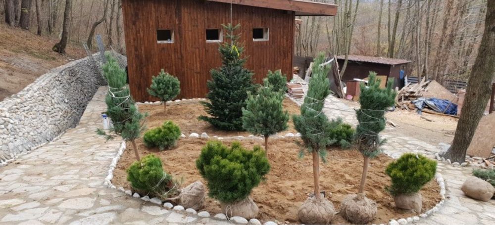 Vindem plante ornamentale la pret de producator oriunde in tara