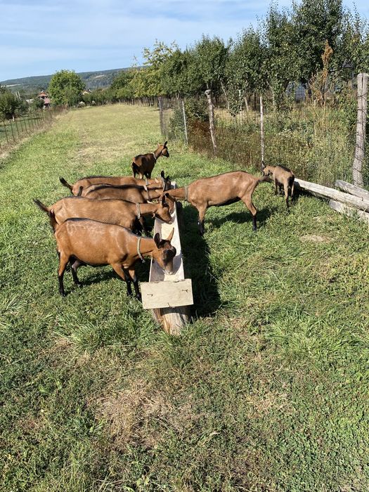 Alpine franceze de vanzare