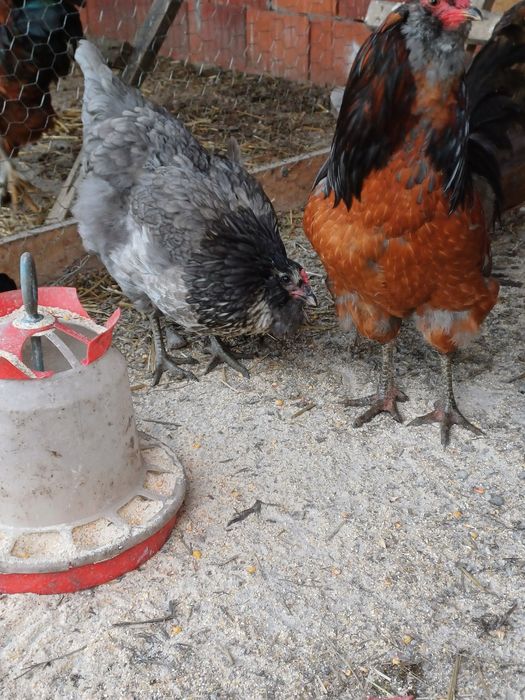 Oua Gaini Ameraucana