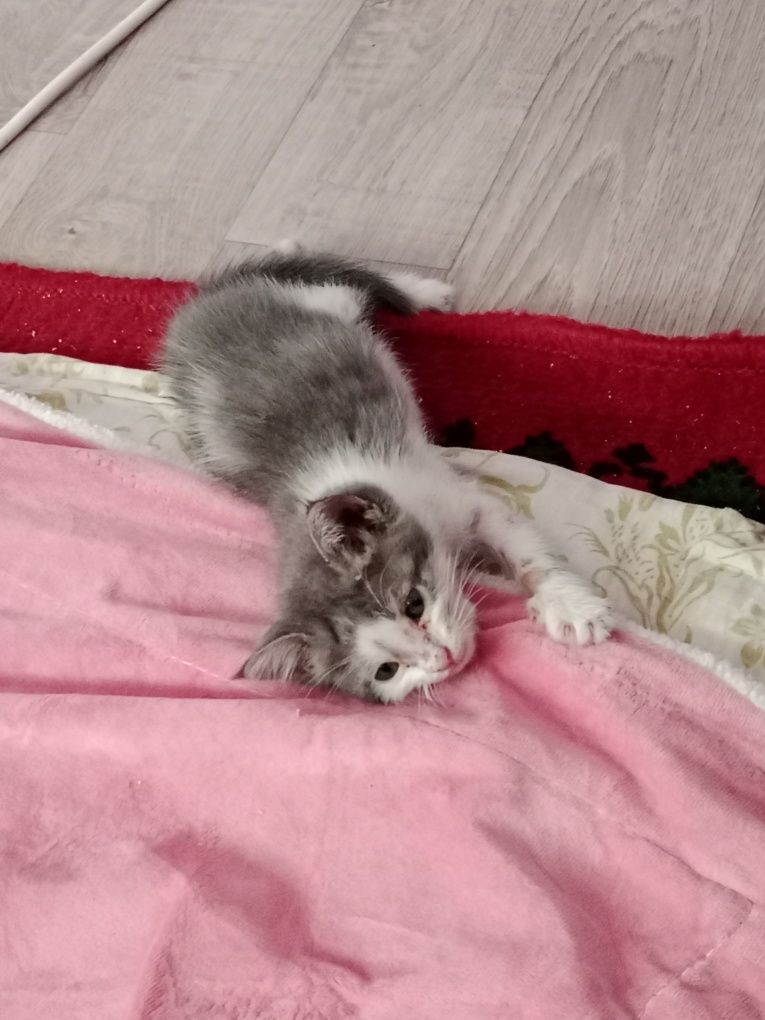 Отдам котёнка мальчика в добрые руки! Очень послушный