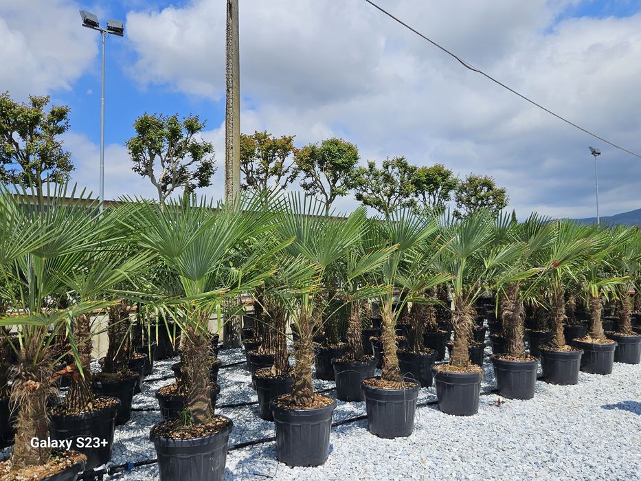 Vindem palmieri de mai multe dimensiuni rezistenti la îngheț -18g