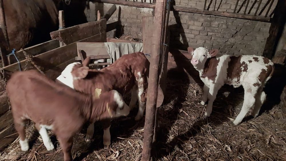 Vând 3 vitei pe baltati