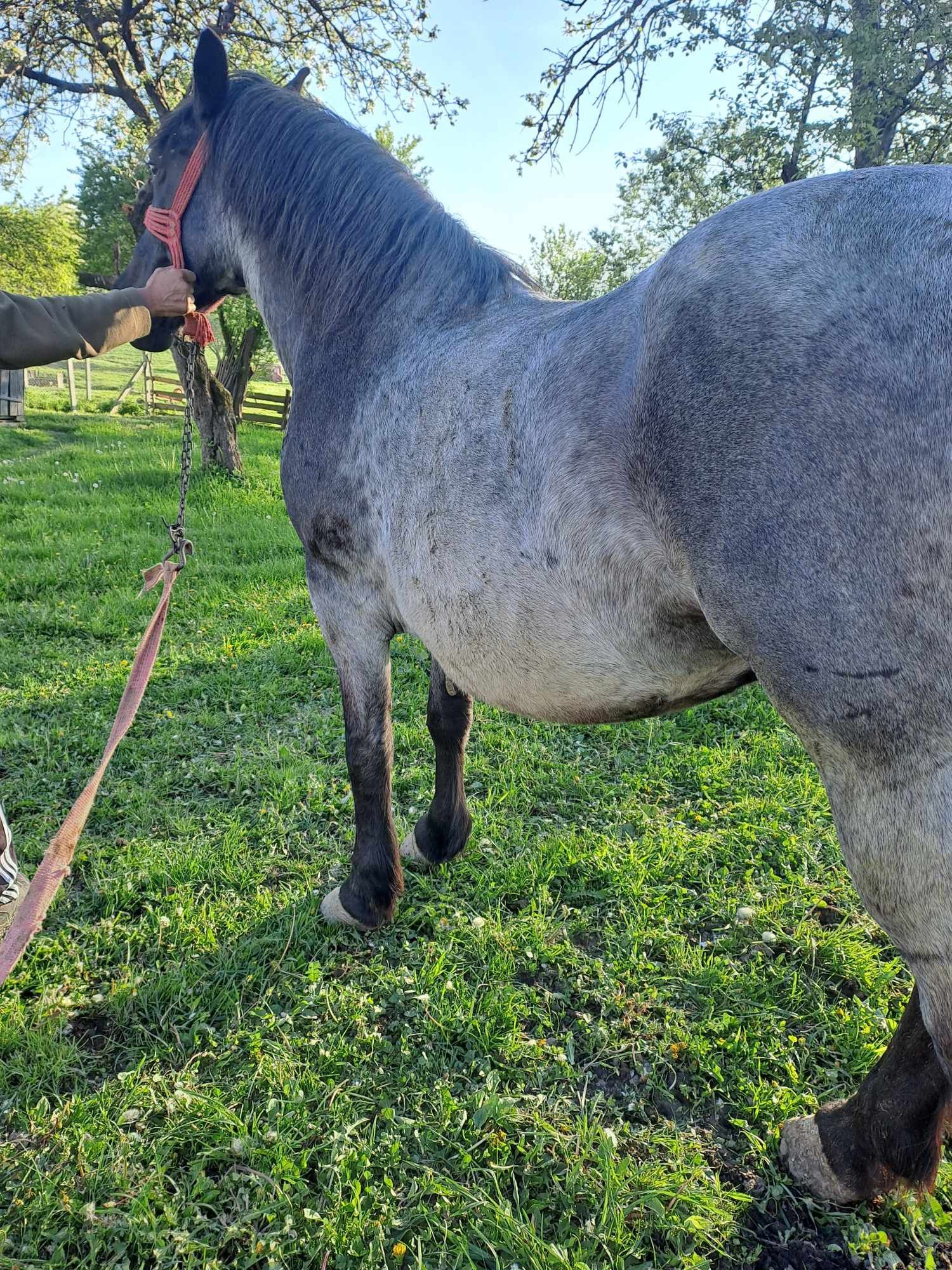 Vând iapa de 7 ani bună de lucru