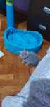 British shorthair blue