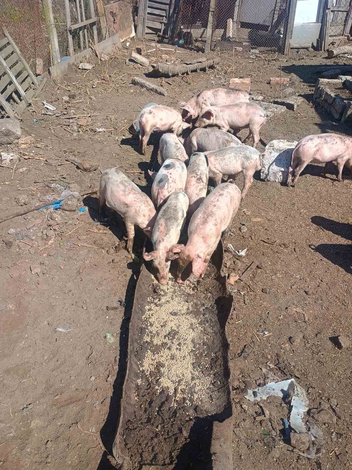 Продавам прасета малки и големи