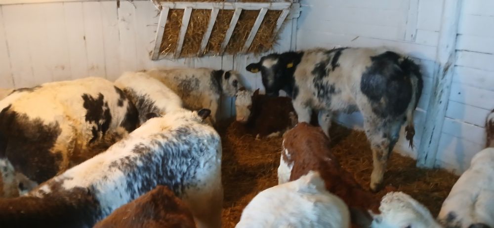 Vând viței baltati belgienii