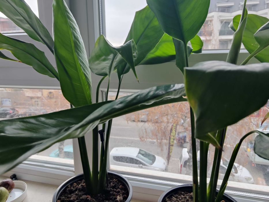 Продавам цветя Спатифилум - подготвени за есенно-зимен цъфтеж