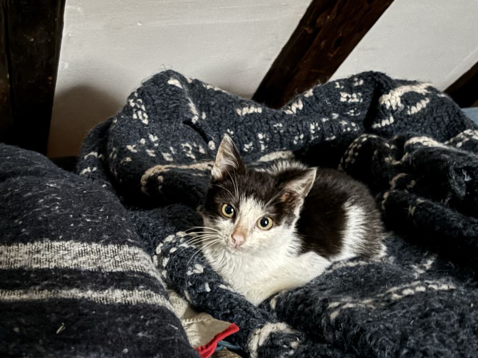 Motanel gasit la gunoi :(