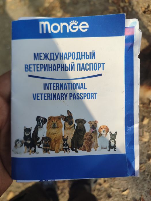 Сабака апчарка неметиски