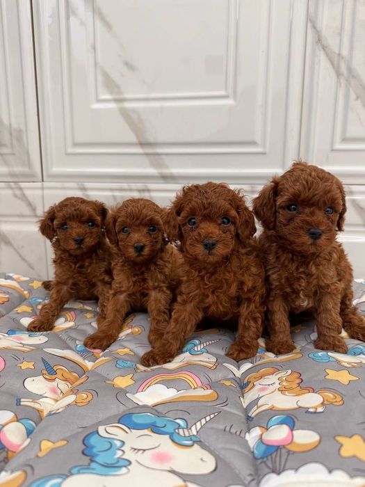 Той пудель - ягодки яркушики