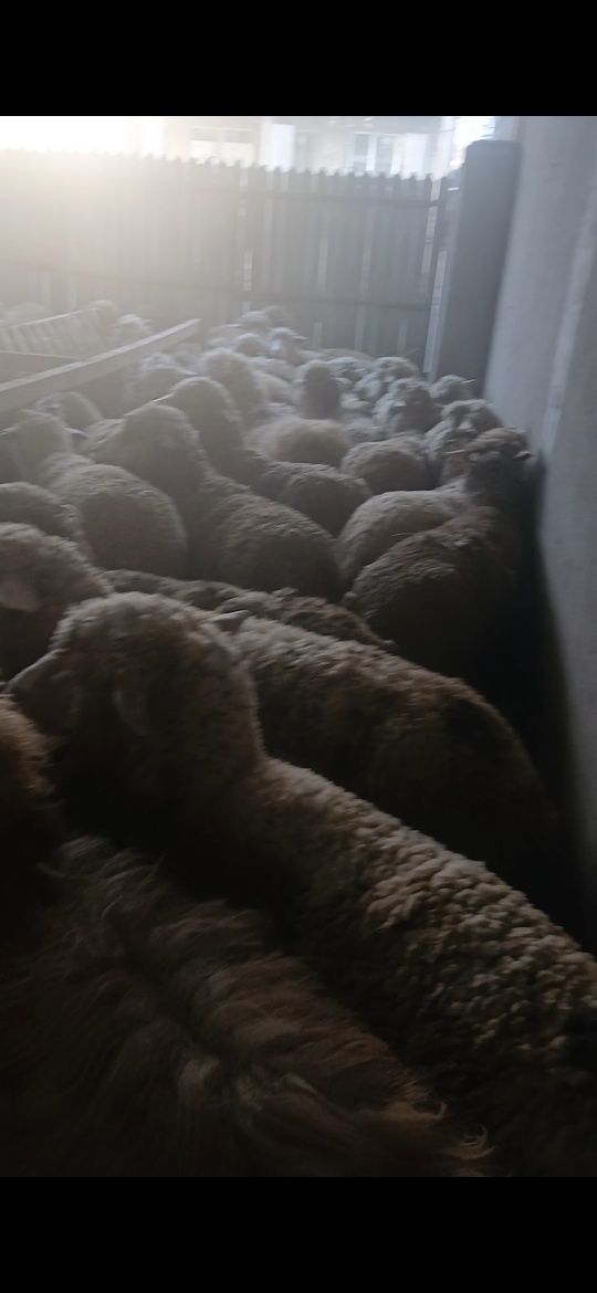Vând 100 de oi bune de ținut 15 dintre ele sunt țurcanu restu merinos