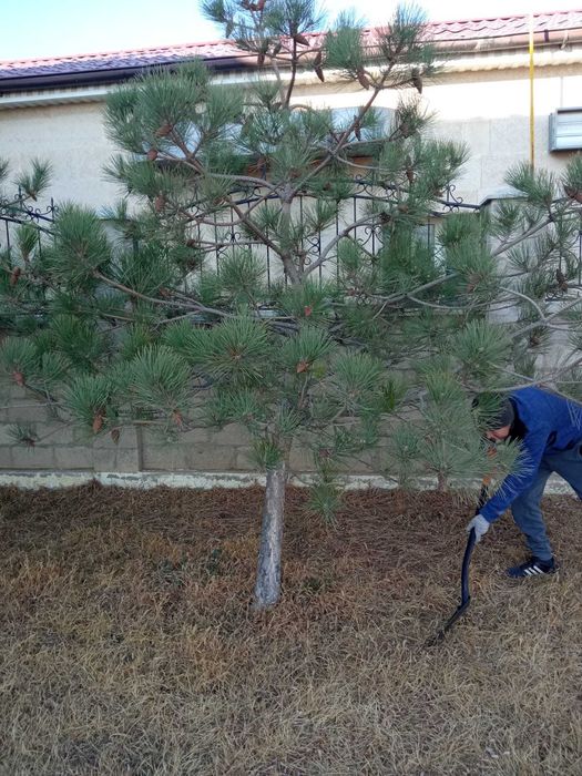 Пересадка деревьев крупномеров. Посадка деревьев крупномеров.