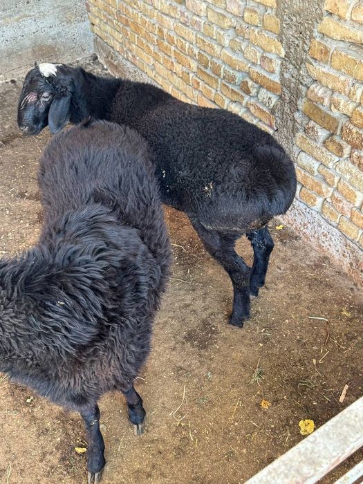 Qo'chqorlar sotiladi