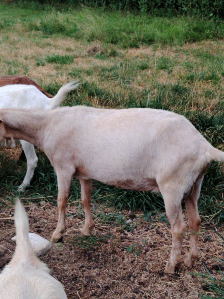 Capra de vanzare