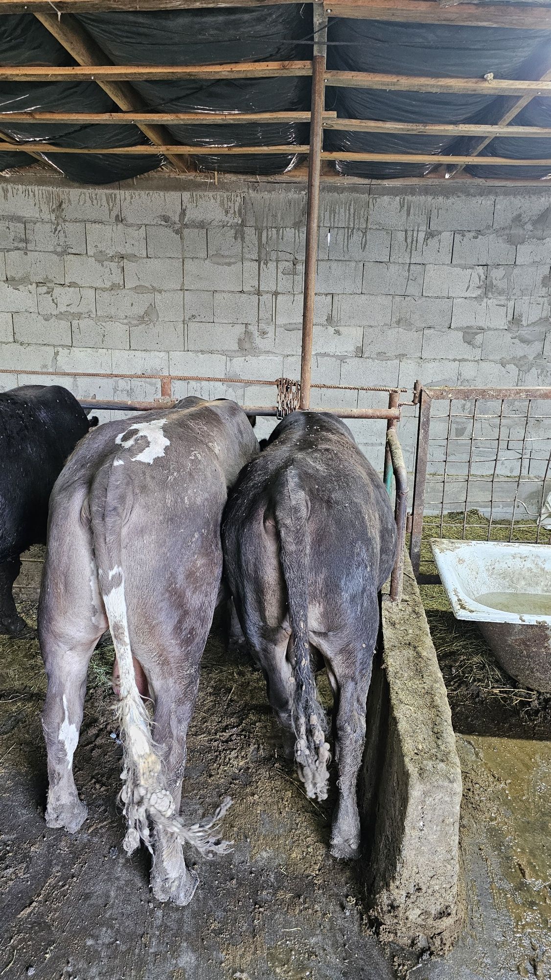 Продам 14 голову быков