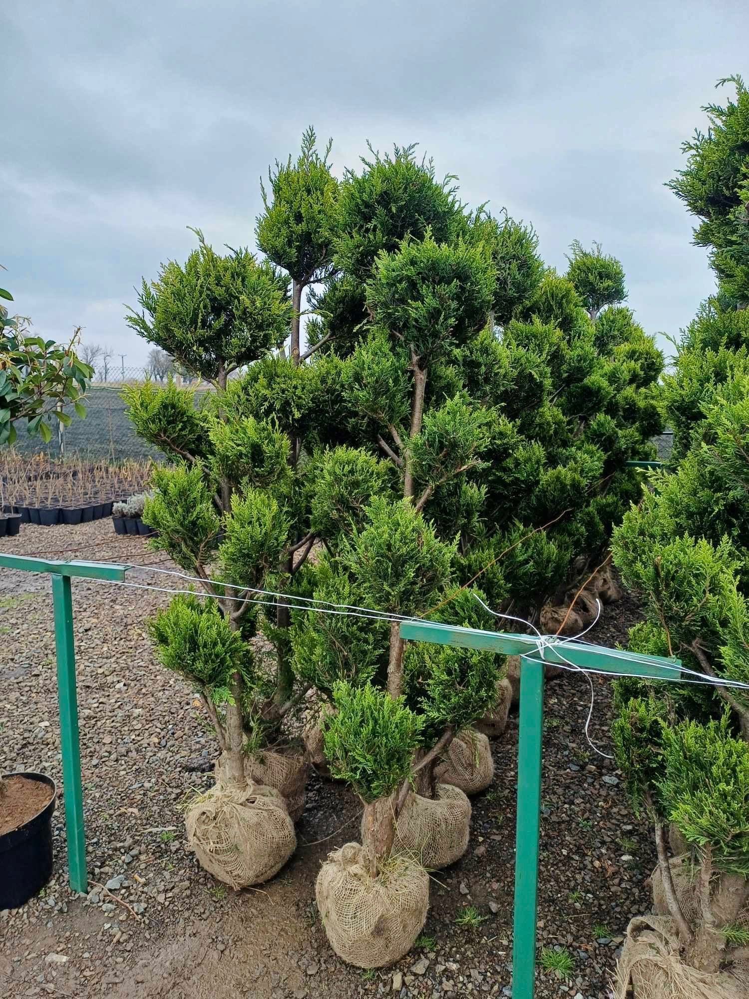 Tuia bonsai, tuia spirală, photinia pe picior